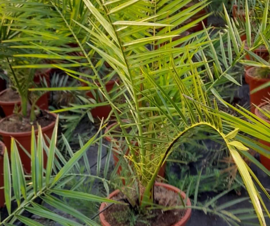 phoenix canariensis plantas que soportan climas costeros vivercid valencia vivero