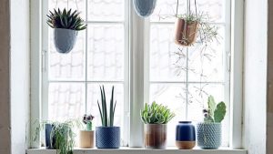 plantas ventanas