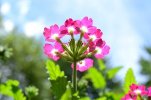 Verbena